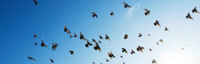 How to transform teaching through Assessment for Learning