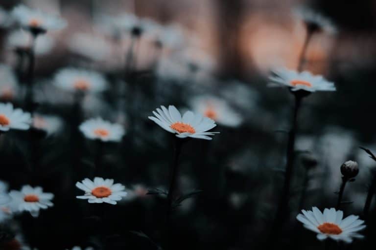 More about Daisies Early Education and Care Centre