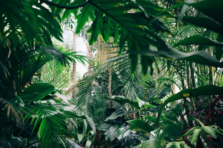 The importance of natural elements in outdoor spaces in ECE